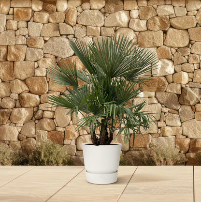 Trachycarpus multi stam - 230cm- Ø50