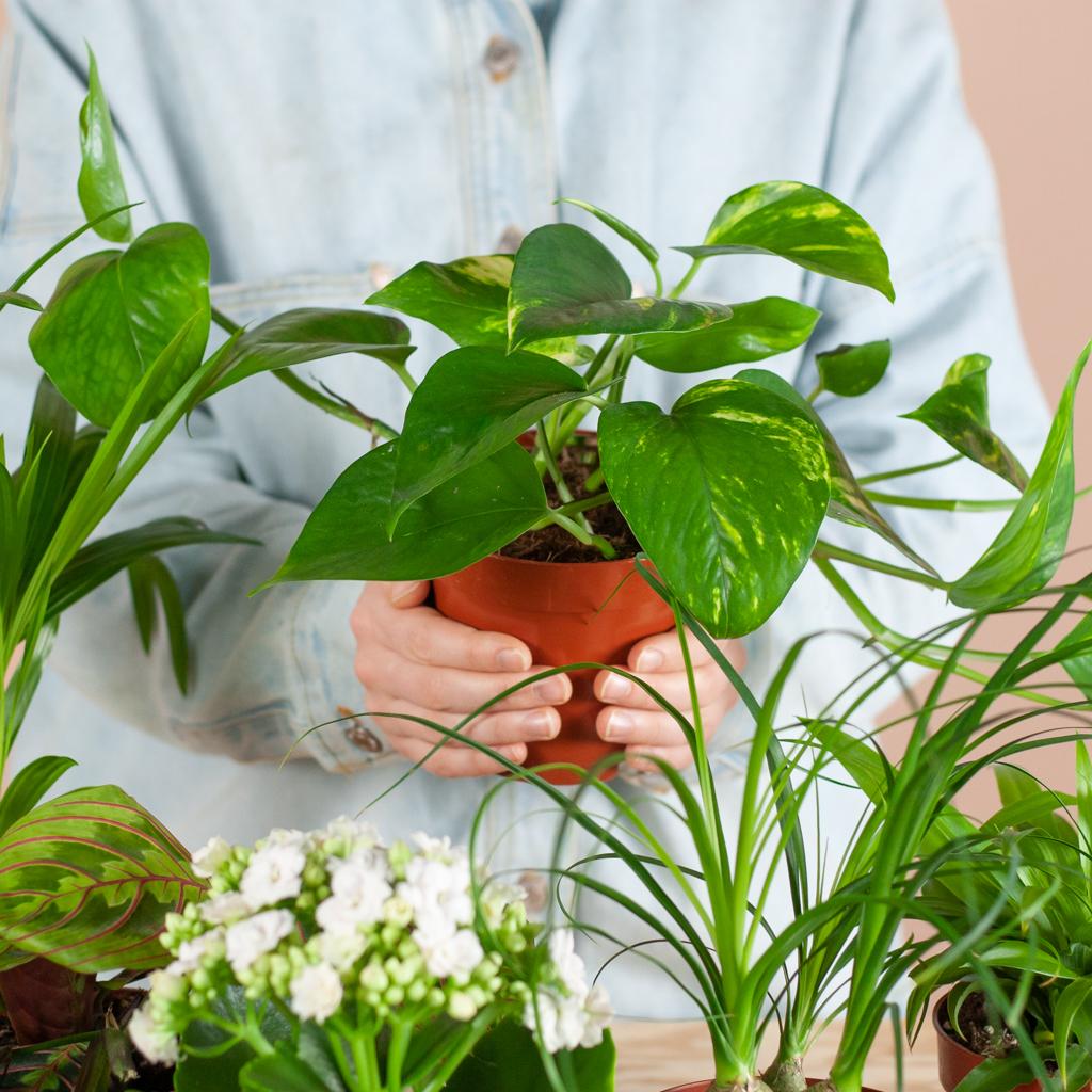 Groene Kneusjesbox (12 stuks) - incl. 12 x pot Viber wit