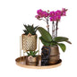 Plantenset met paarse Phalaenopsis Orchidee en Succulenten incl. keramieken sierpotten