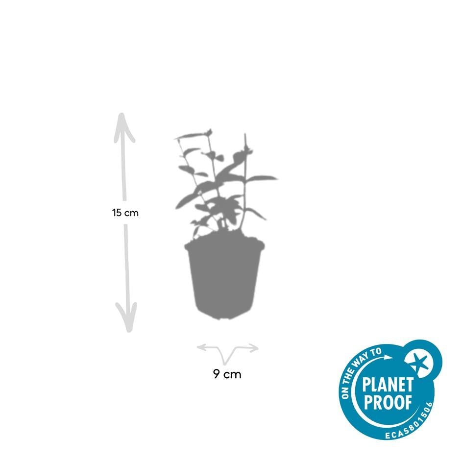 12x Hypericum inodorum 'Annebel' - ↕10-25cm - Ø9cm