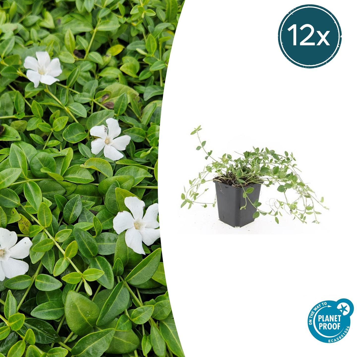 12x Vinca minor 'Gertrude Jekyll' - ↕10-25cm - Ø9cm