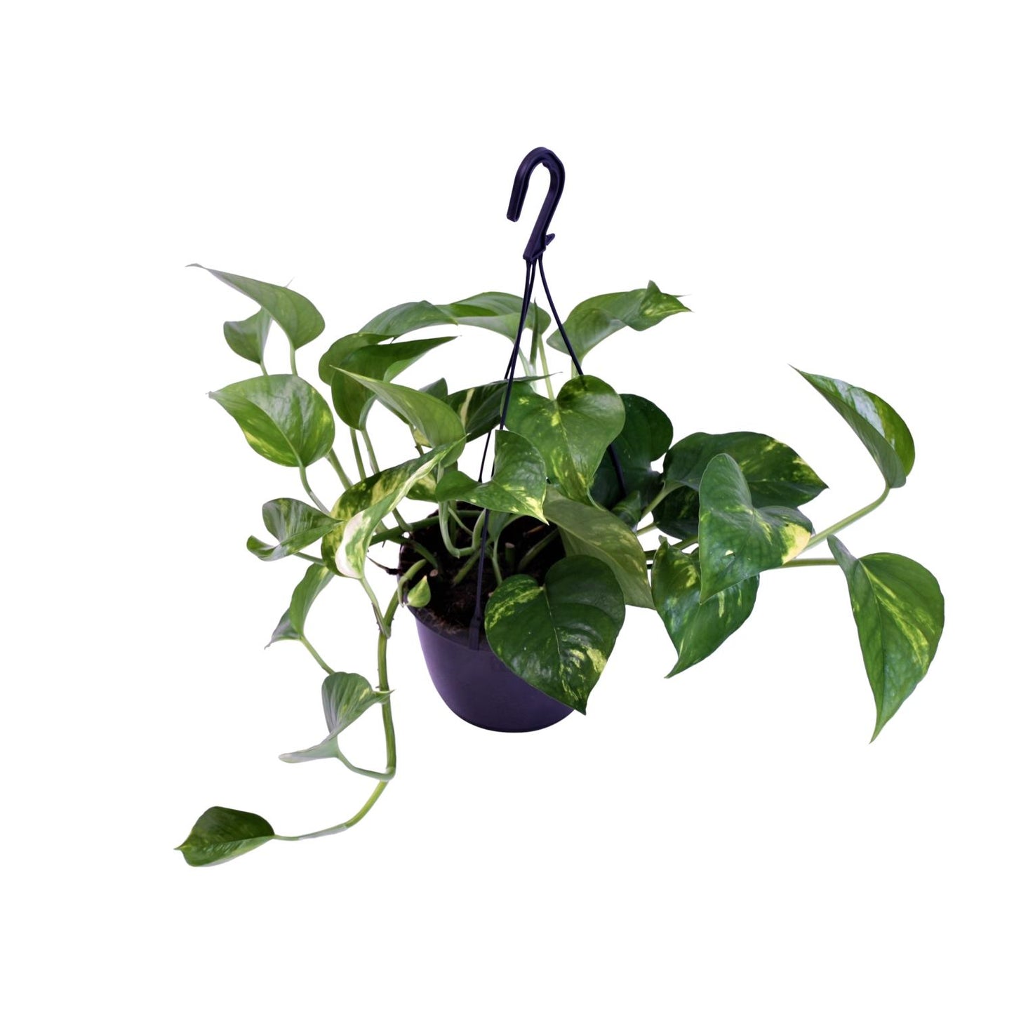 Epipremnum Aureum - Ø15cm - ↕30cm.