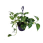 Epipremnum Aureum - Ø15cm - ↕30cm.