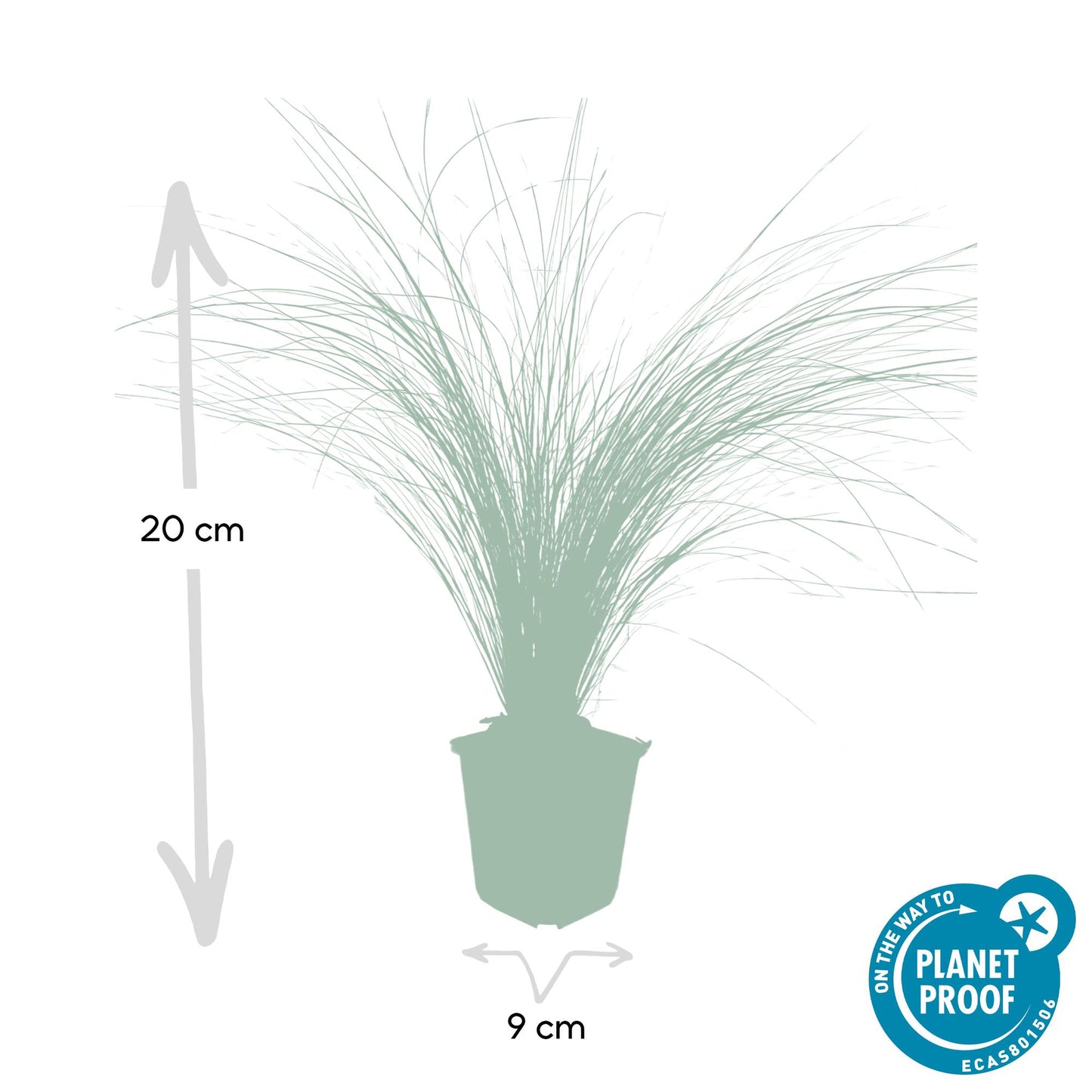 12x Stipa tenuissima 'Ponytails' - ↕10-25cm - Ø9cm