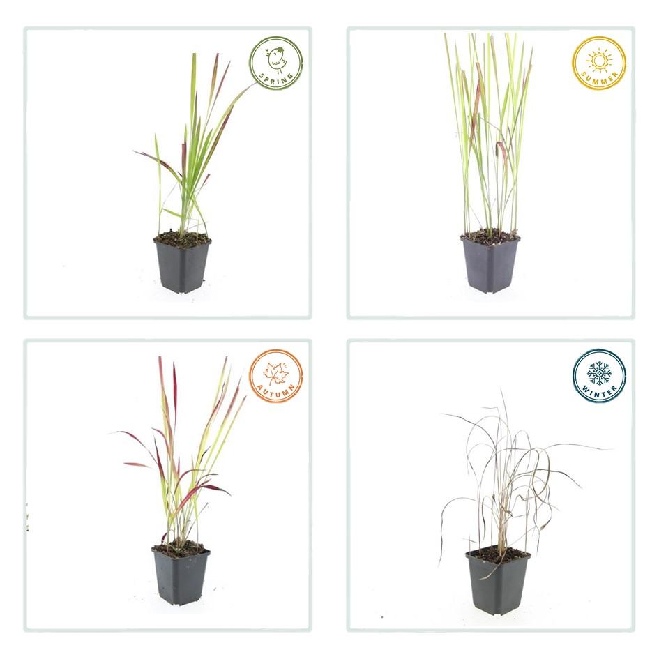 12x Imperata cylindrica 'Red Baron' - ↕10-25cm - Ø9cm