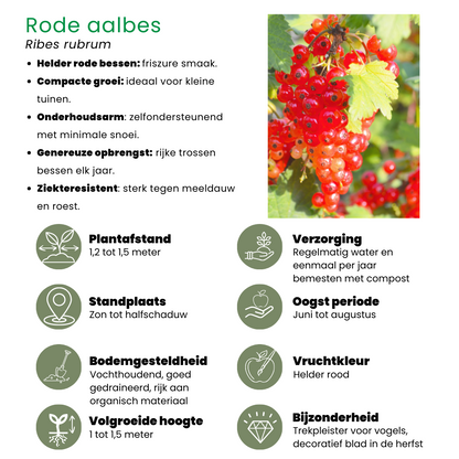 "Vruchten oase" BIO Fruitplanten mix set van 5 verschillende soorten