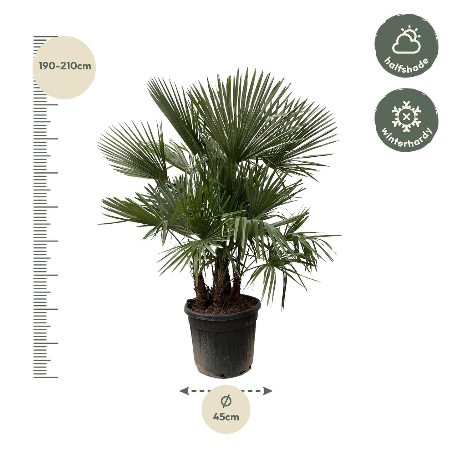 Trachycarpus multi stam - 230cm- Ø50