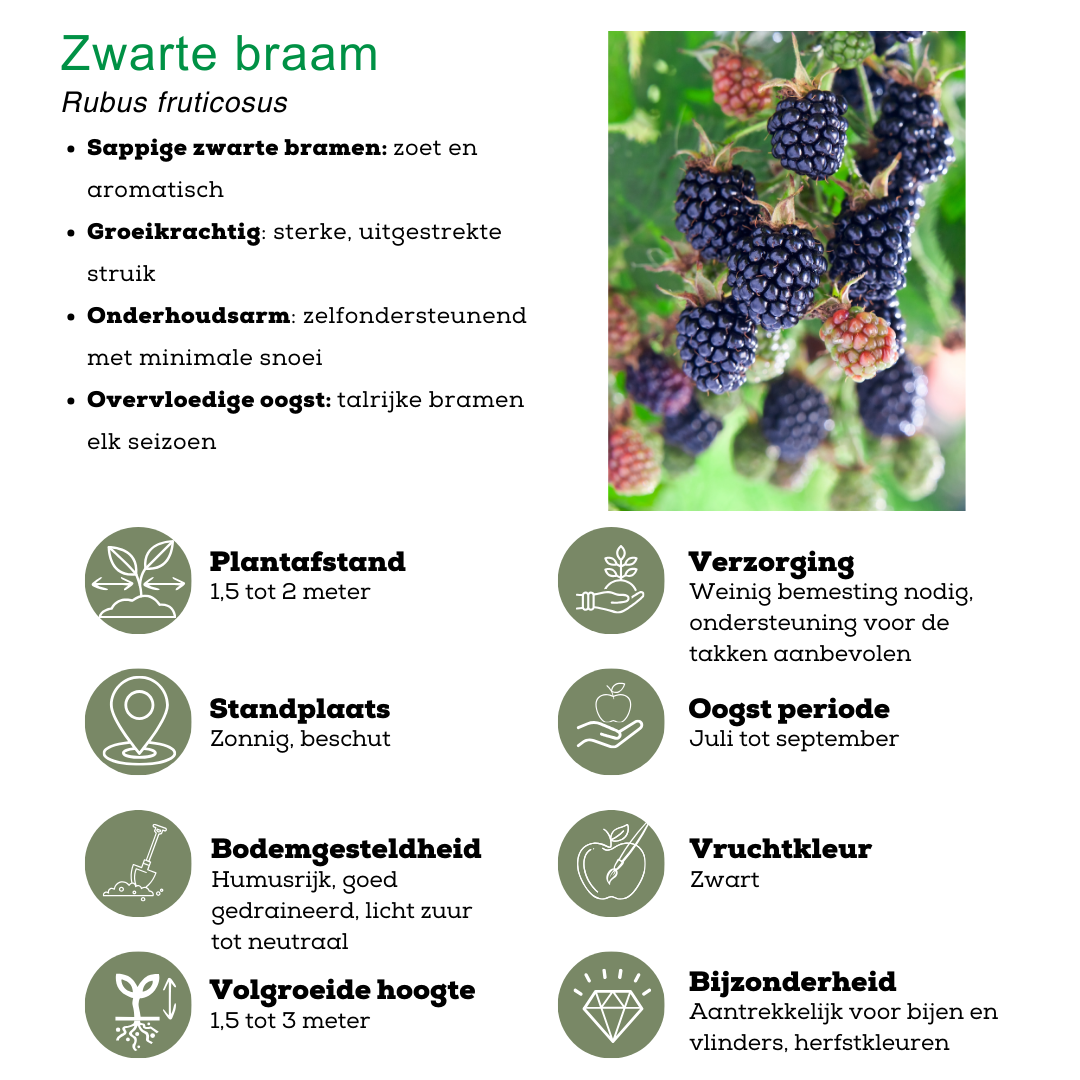 "Vruchtenparadijs" BIO Fruitplanten mix set van 4 verschillende soorten