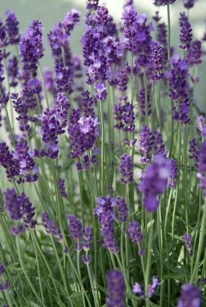 12x Lavandula ang. 'Dwarf Blue' - ↕10-25cm - Ø9cm