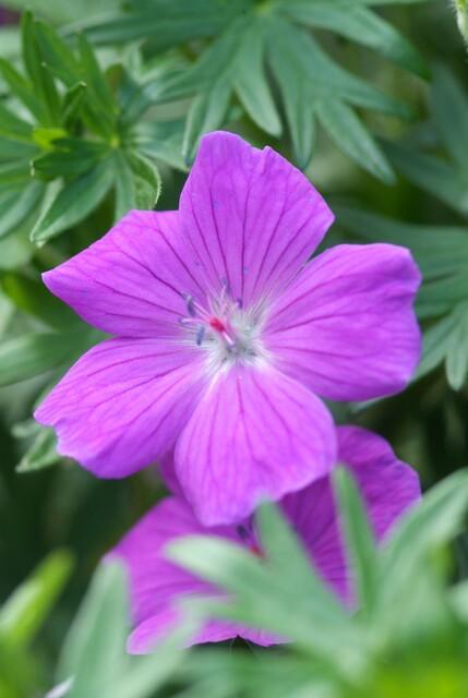 12x Geranium 'Tiny Monster' - ↕10-25cm - Ø9cm