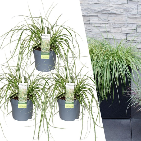 3 x Carex hachijoensis 'Evergold' - Ø 14 cm - ↨ 25 cm