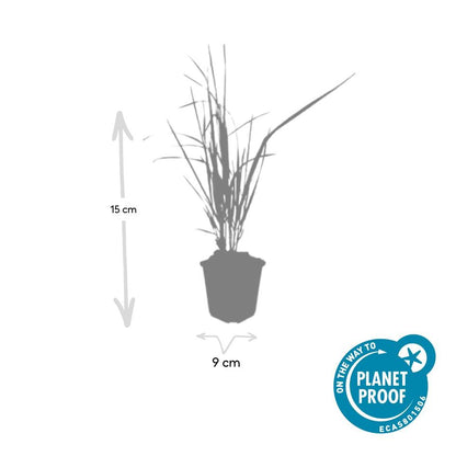 12x Calamagrostis acut. 'Karl Foerster'  - ↕10-25cm - Ø9cm