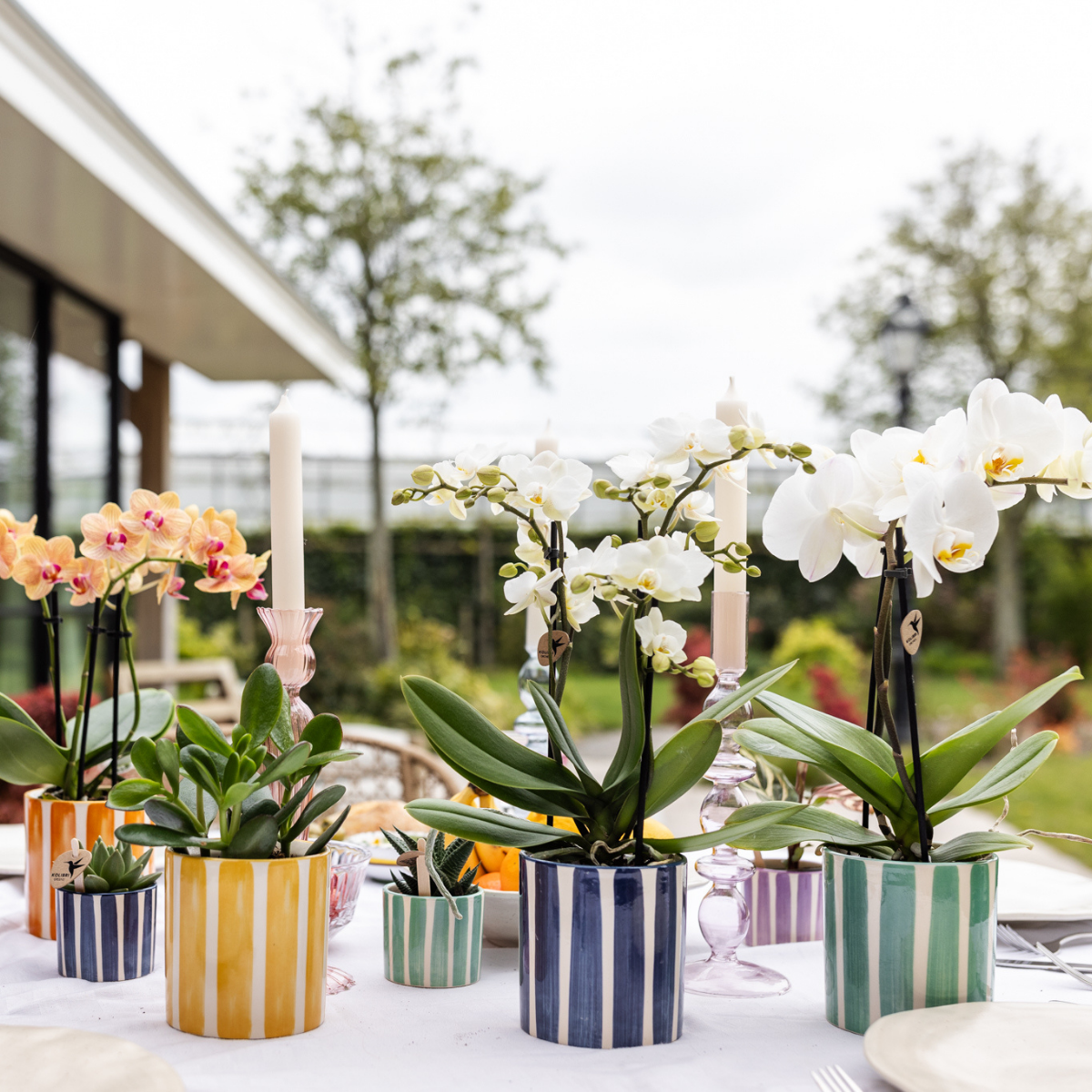 Witte phalaenopsis orchidee Lausanne + Painted Stripe sierpot turquoise