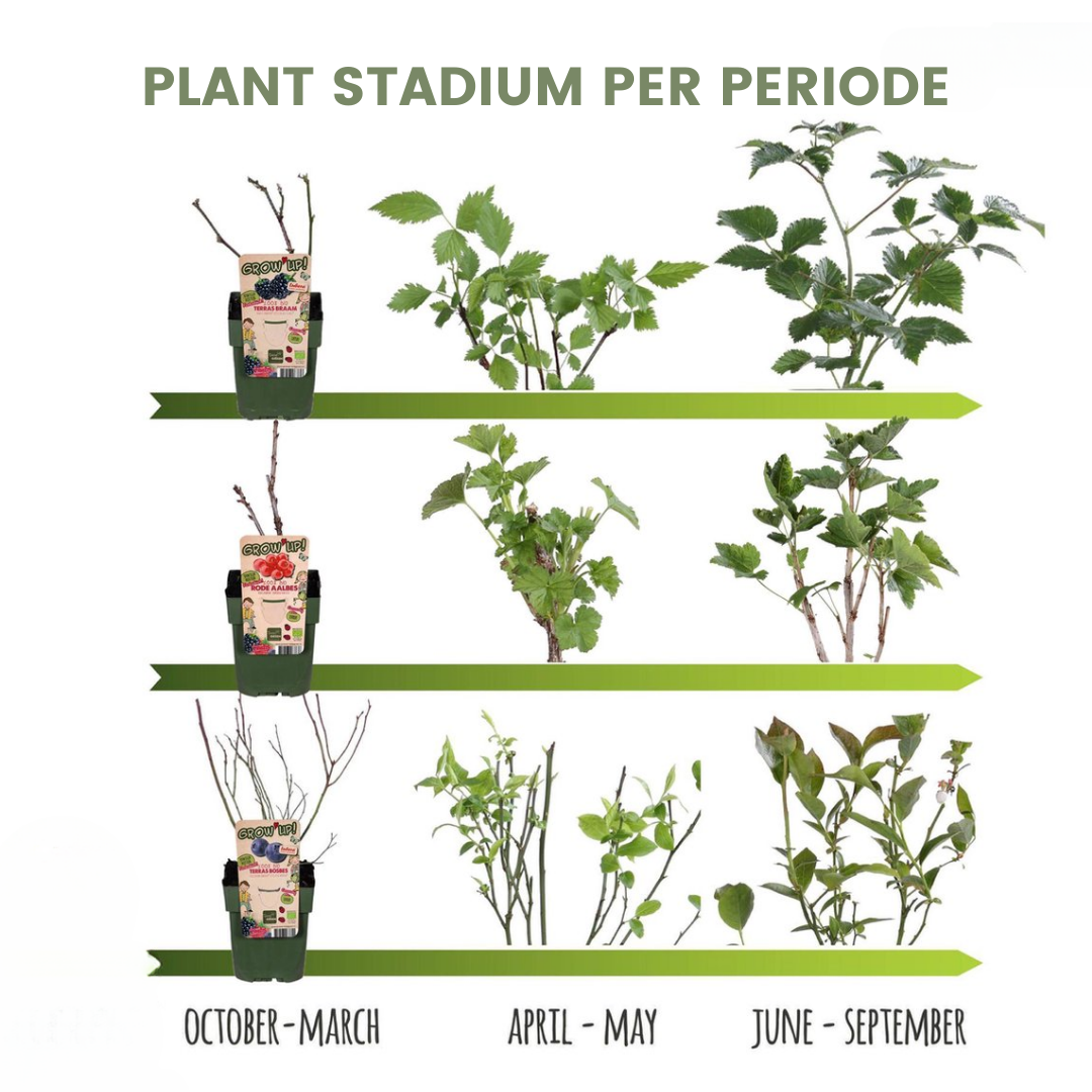 "Vruchtenparadijs" BIO Fruitplanten mix set van 4 verschillende soorten