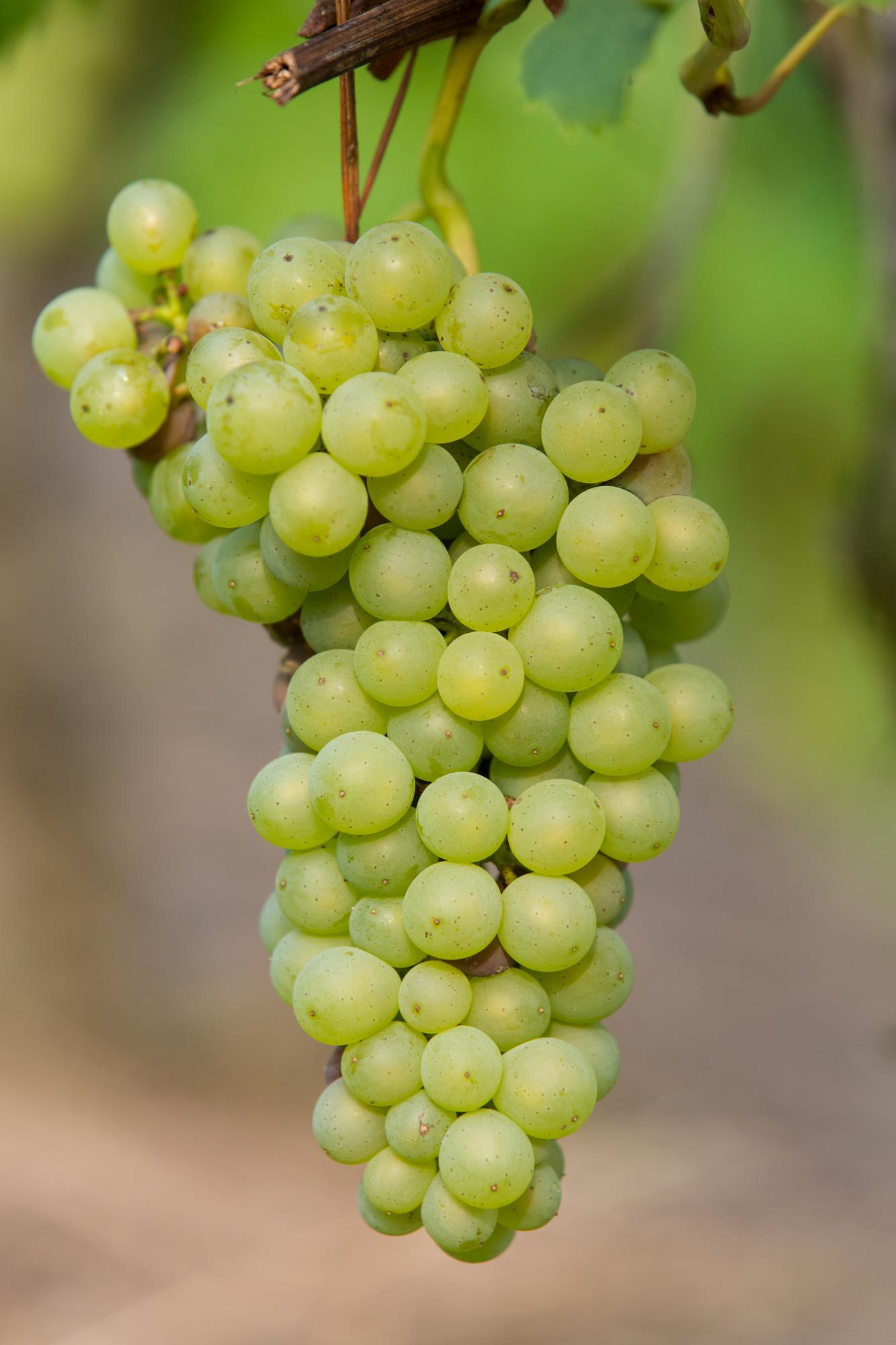 Vitis vinifera 'Johanniter' - Witte Druif - Ø13cm - ↕45cm