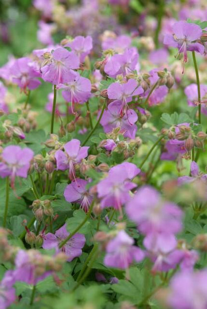 12x Geranium cant. 'Cambridge' - ↕10-25cm - Ø9cm