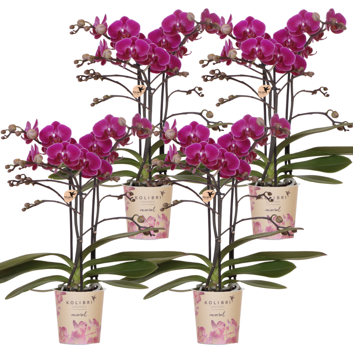 COMBI DEAL van 4 paarse phalaenopsis orchideeën - Morelia