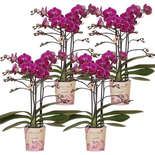 COMBI DEAL van 4 paarse phalaenopsis orchideeën - Morelia