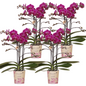 COMBI DEAL van 4 paarse phalaenopsis orchideeën - Morelia