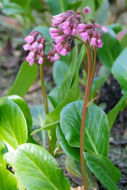 12x Bergenia cordifolia 'Herbstblüte'  - ↕10-25cm - Ø9cm