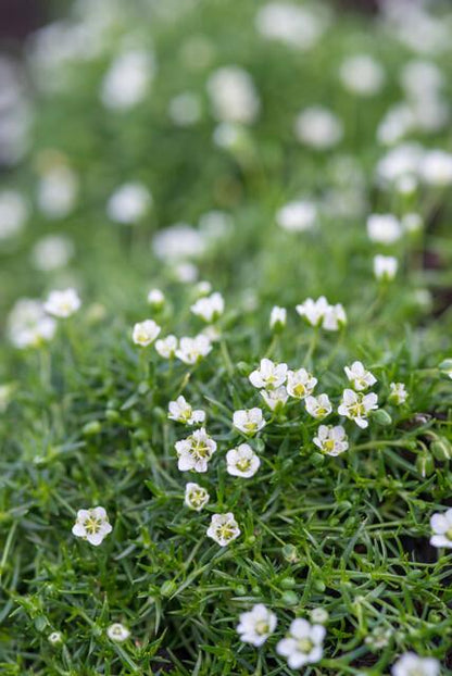 12x Sagina subulata - ↕10-25cm - Ø9cm