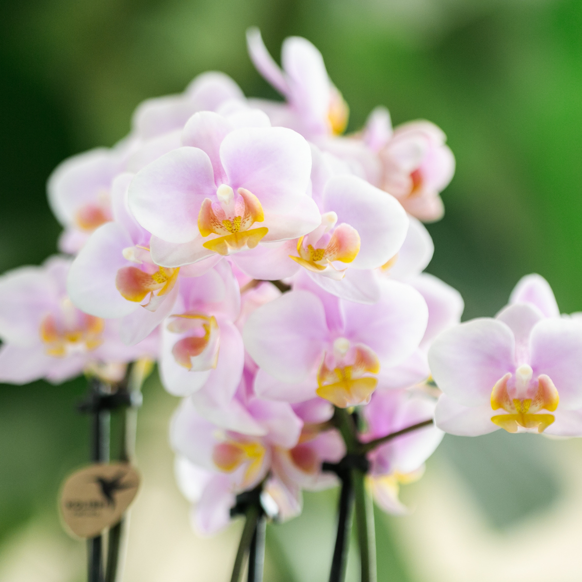 COMBI DEAL van 4 Roze phalaenopsis orchideeën - Andorra - potmaat Ø9cm