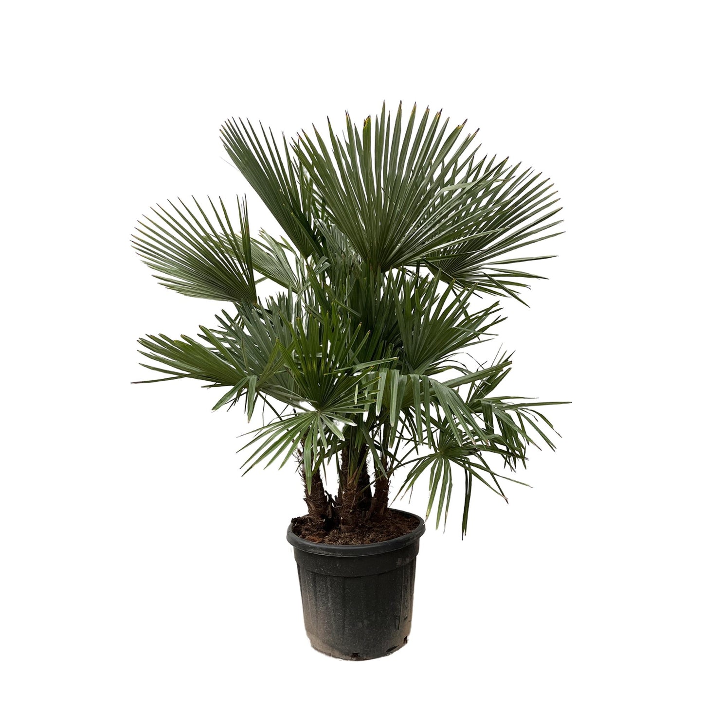 Trachycarpus multi stam - 230cm- Ø50