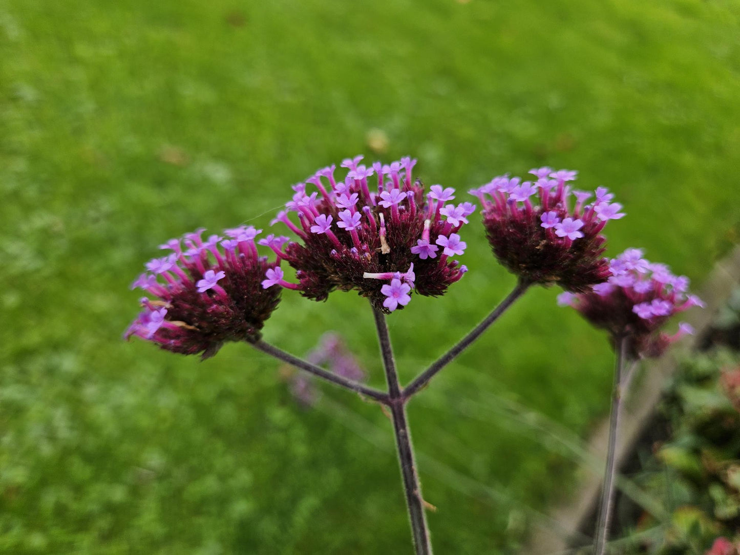 12x Verbena bon. 'Lollipop' - ↕10-25cm - Ø9cm