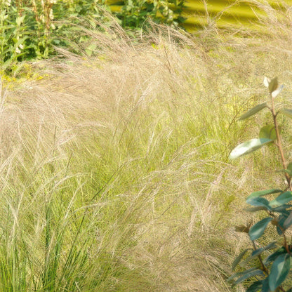 12x Stipa tenuissima 'Ponytails' - ↕10-25cm - Ø9cm