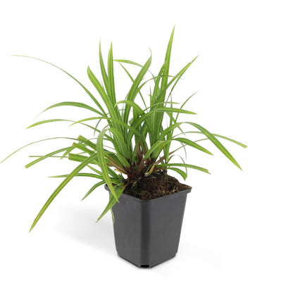 12x Carex morrowii 'Irish Green' - ↕10-25cm - Ø9cm