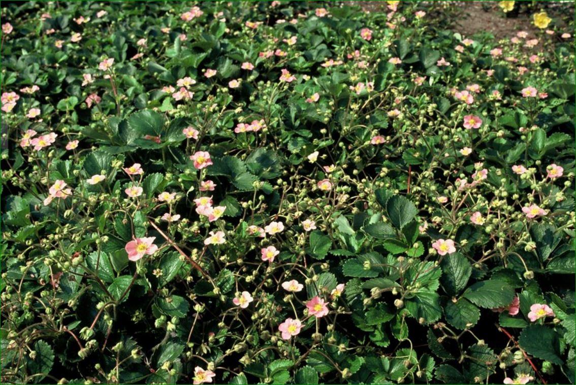 12x Fragaria vesca - ↕10-25cm - Ø9cm