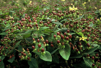 12x Hypericum inodorum - ↕10-25cm - Ø9cm