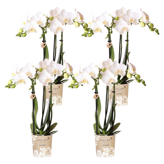 COMBI DEAL van 4 witte Phalaenopsis orchideeën - Amabilis - potmaat Ø9cm