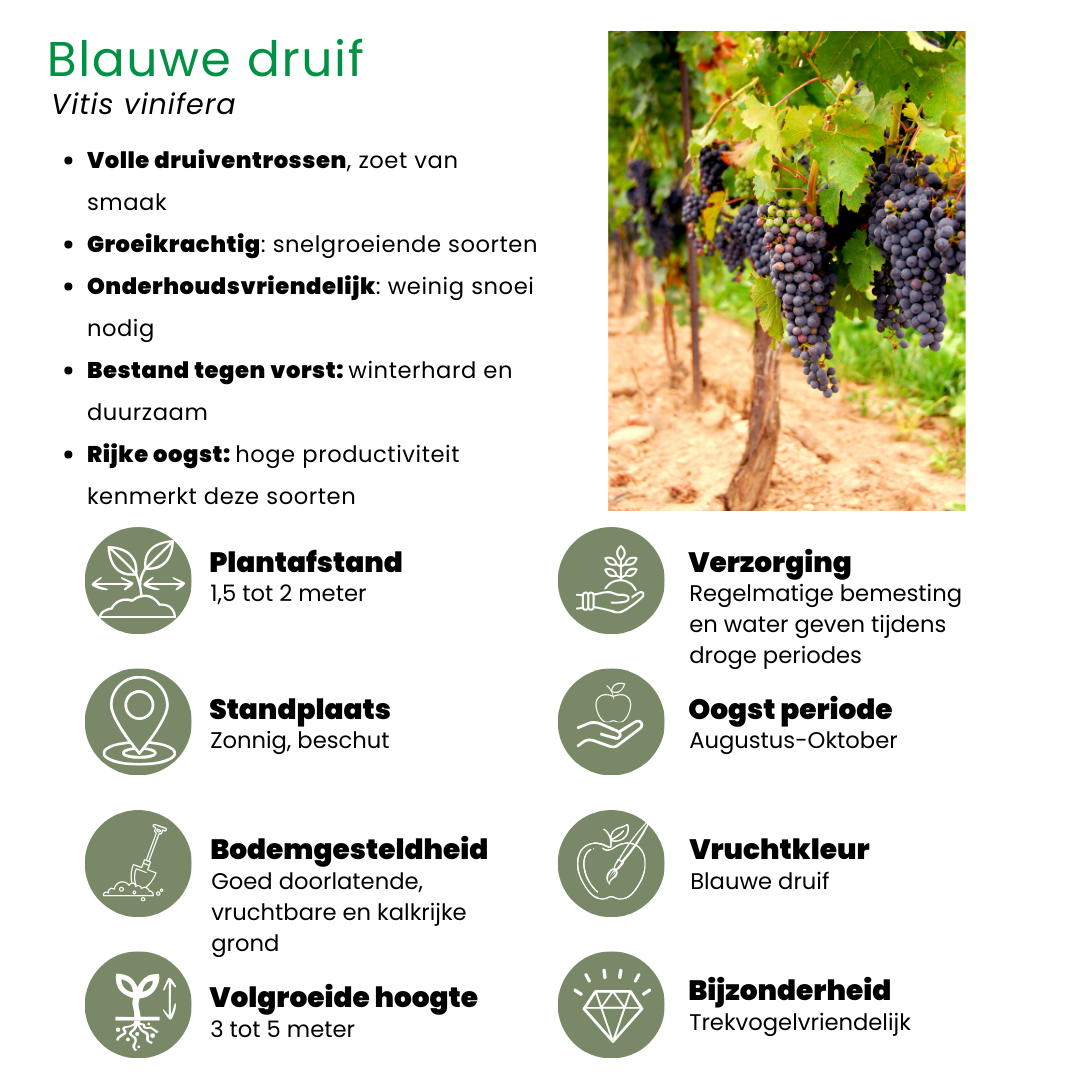 "Vruchten oase" BIO Fruitplanten mix set van 5 verschillende soorten