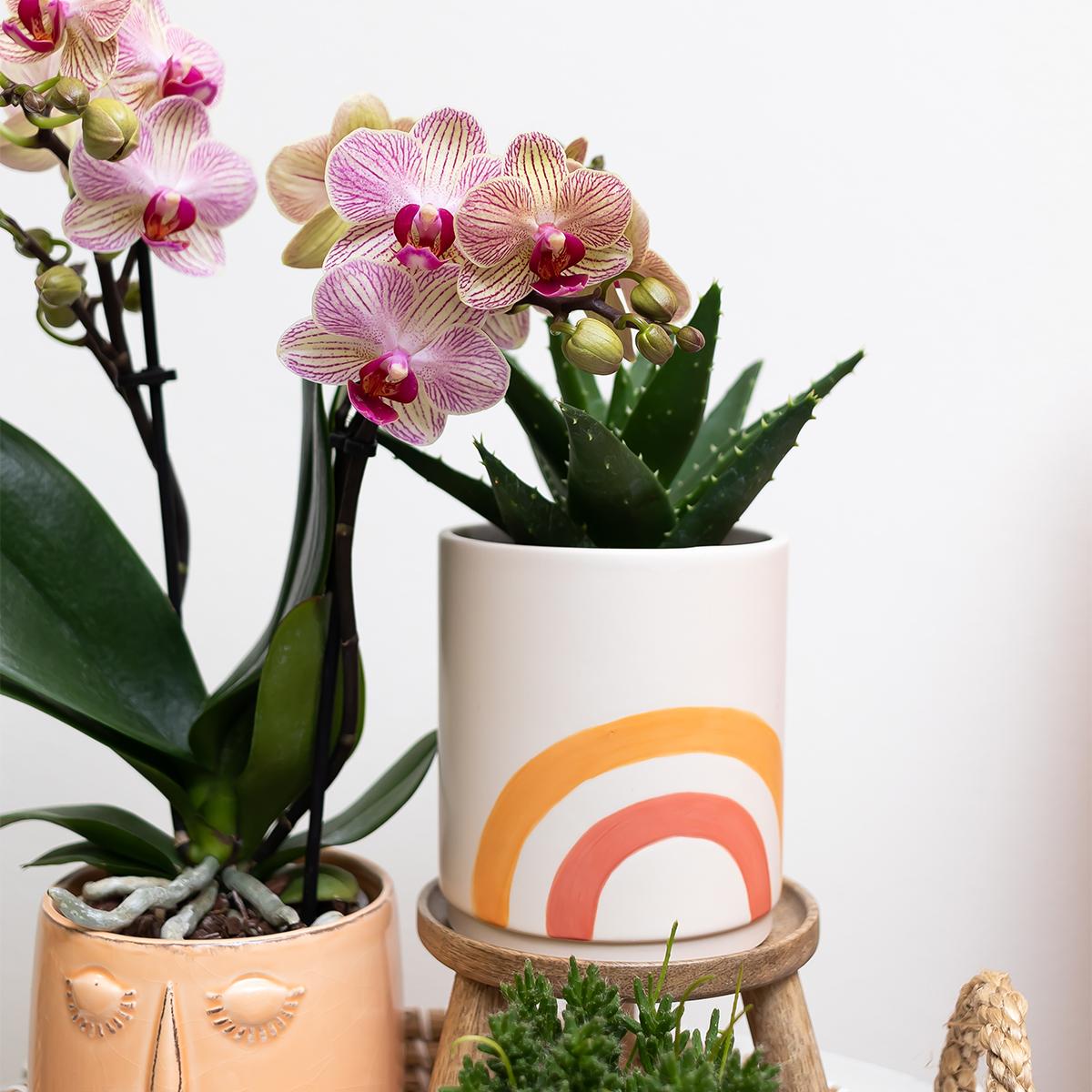 Kolibri Home | Rainbow peach bloempot - Crème keramieken sierpot met print