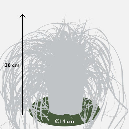 3 x Carex hachijoensis 'Evergold' - Ø 14 cm - ↨ 25 cm