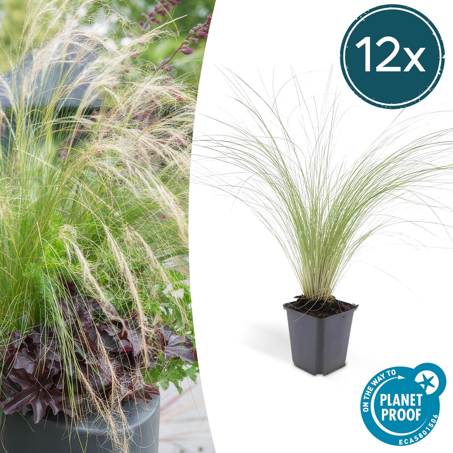 12x Stipa tenuissima 'Ponytails' - ↕10-25cm - Ø9cm