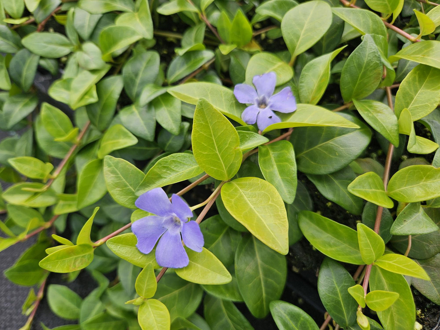 12x Vinca minor 'La Grave' - ↕10-25cm - Ø9cm