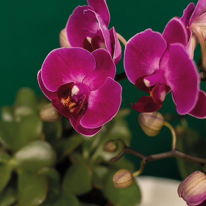 Plantenset met paarse Phalaenopsis Orchidee en Succulenten incl. keramieken sierpotten