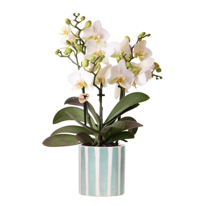 Witte phalaenopsis orchidee Lausanne + Painted Stripe sierpot turquoise