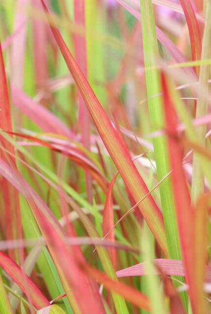 12x Imperata cylindrica 'Red Baron' - ↕10-25cm - Ø9cm