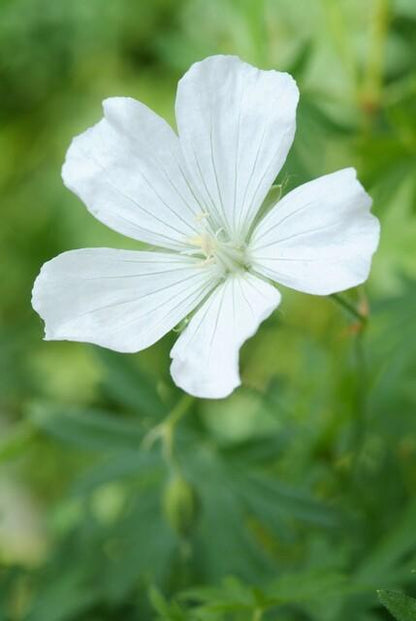 12x Geranium sang. 'Album' - ↕10-25cm - Ø9cm