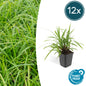 12x Carex morrowii 'Irish Green' - ↕10-25cm - Ø9cm