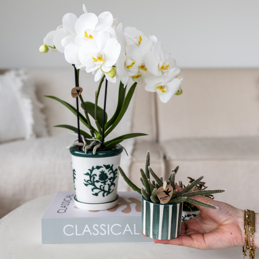 Set van witte orchidee Amabilis in Malaga pot en succulent in Painted Stripe pot groen