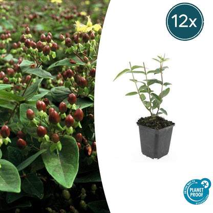 12x Hypericum inodorum - ↕10-25cm - Ø9cm