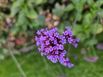 12x Verbena bon. 'Lollipop' - ↕10-25cm - Ø9cm