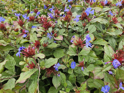 12x Ceratostigma plumbaginoides  - ↕10-25cm - Ø9cm