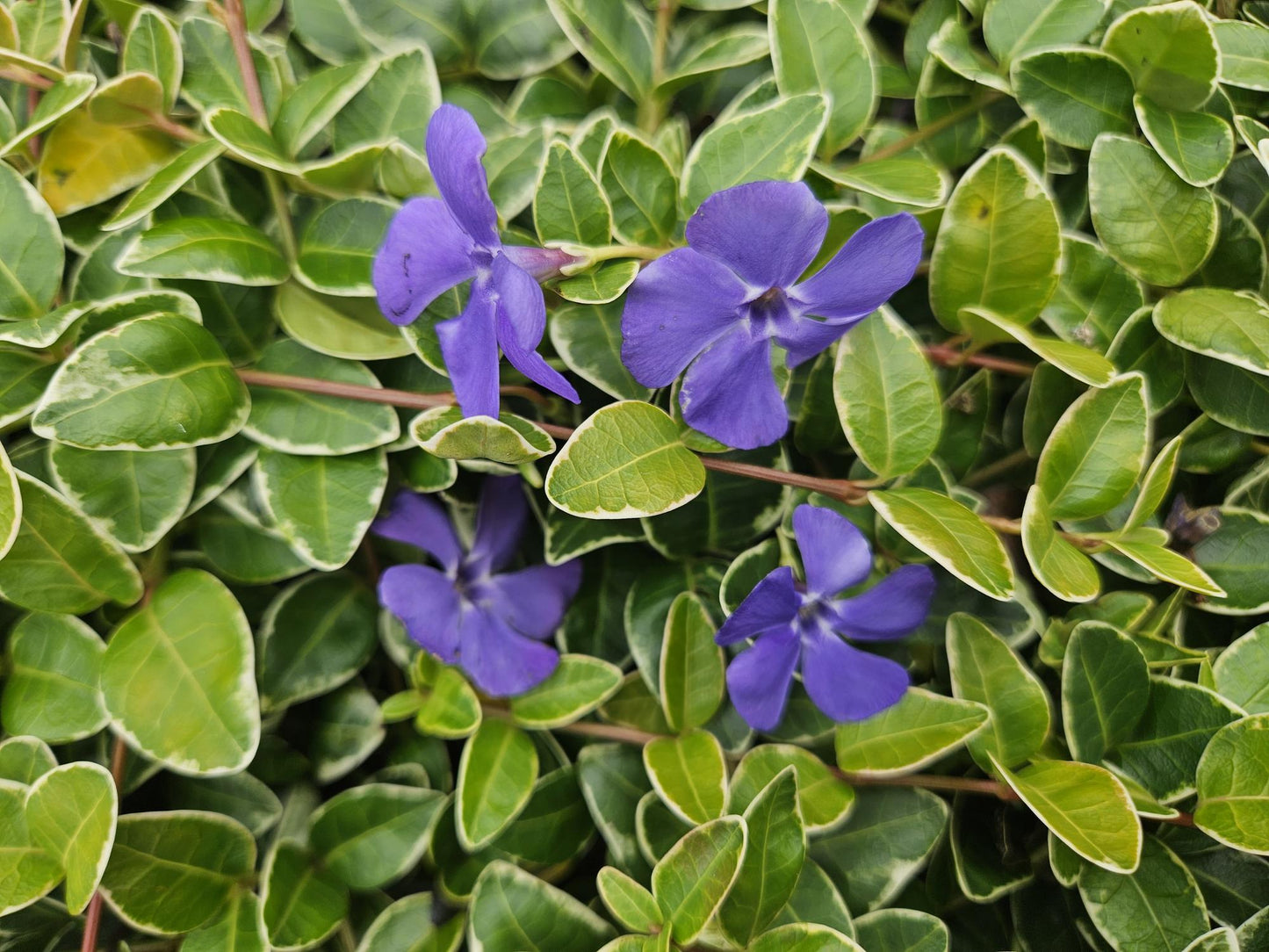 12x Vinca minor 'Argenteovariegata' - ↕10-25cm - Ø9cm