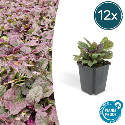 12x Ajuga reptans 'Burgundy Glow' - ↕10-25cm - Ø9cm