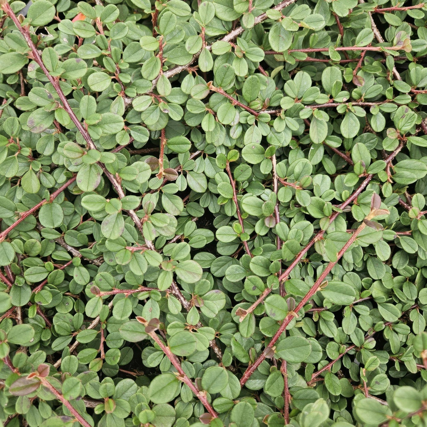 12x Cotoneaster pr. 'Queen of Carpets' - ↕10-25cm - Ø9cm